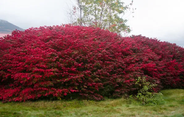 Картинка осень, листья, растения, красные, red, Nature, trees, autumn