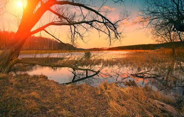Картинка осень, лес, небо, трава, солнце, деревья, река, рассвет