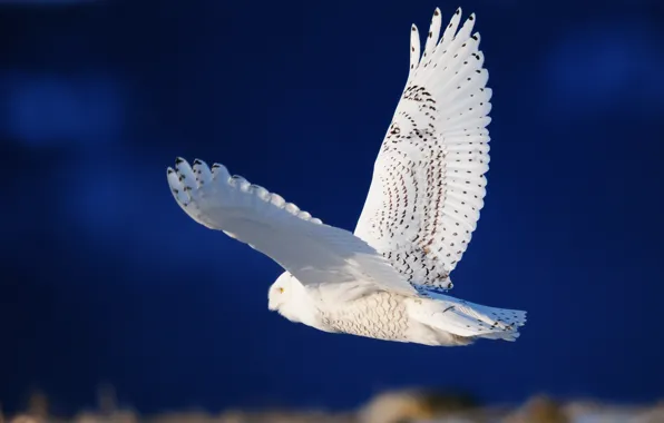 Картинка сова, птица, крылья, белая, полёт