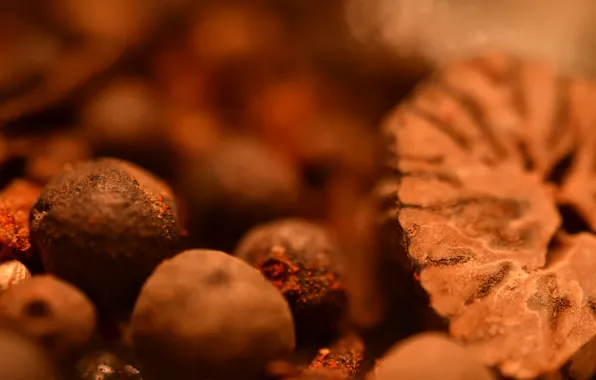 Macro, species, tiltshift
