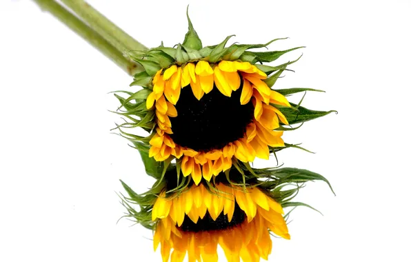 Reflection, mirror, sunflowers, stalk
