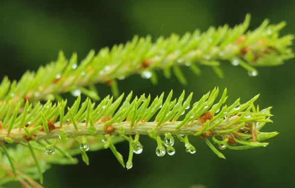 Drops, spruce, twig