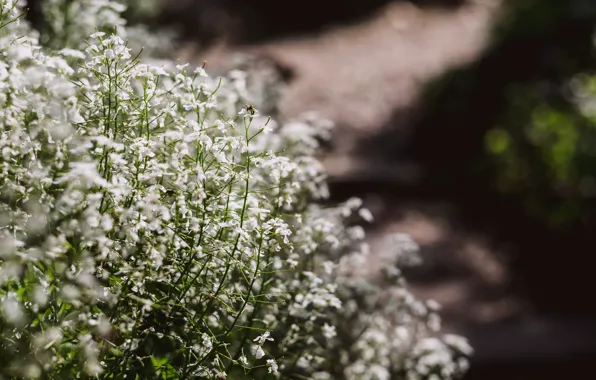 Цветы, Природа, Весна, Цветок, Растение, Сад, Растения, Nature