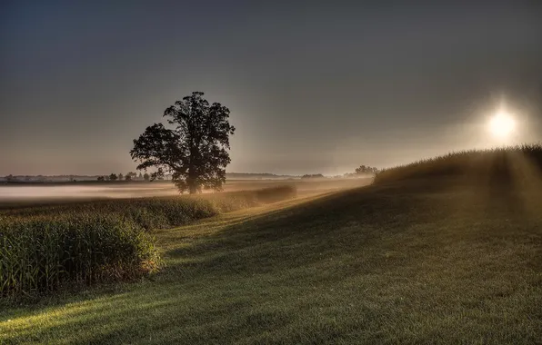 Поле, деревья, пейзаж, закат, природа