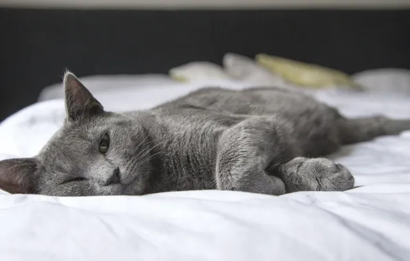 Cat, sleep, look, bed, pose