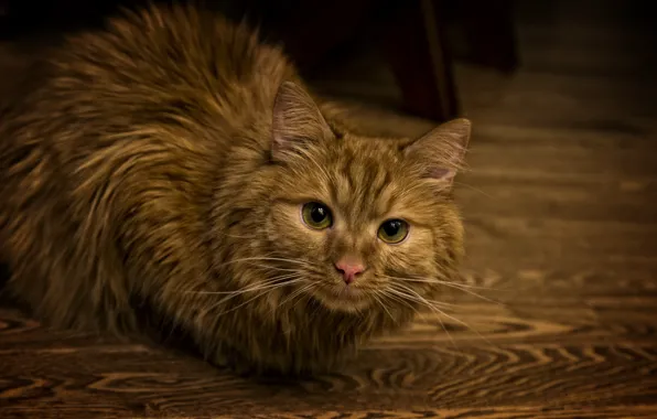 Fox, red, animals, Cat, Moscow, ginger, Kide FotoArt