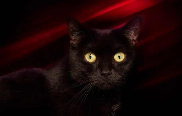 Картинка глаза, кот, усы, взгляд, фон, черный, котейка