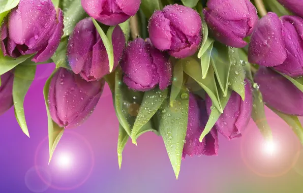 Grafika, Tulipany, Kwiaty