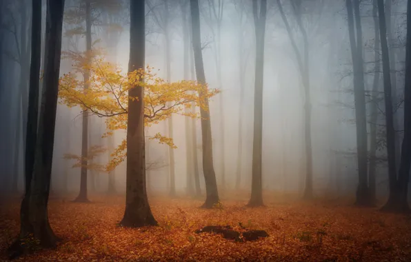 Картинка осень, лес, деревья, туман, листва, утро