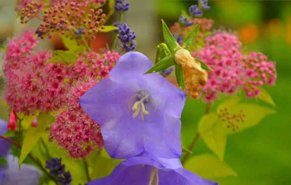 Картинка Цветы, Весна, Flowers, Spring