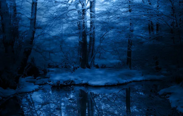 Картинка холод, зима, иней, снег, деревья, синий