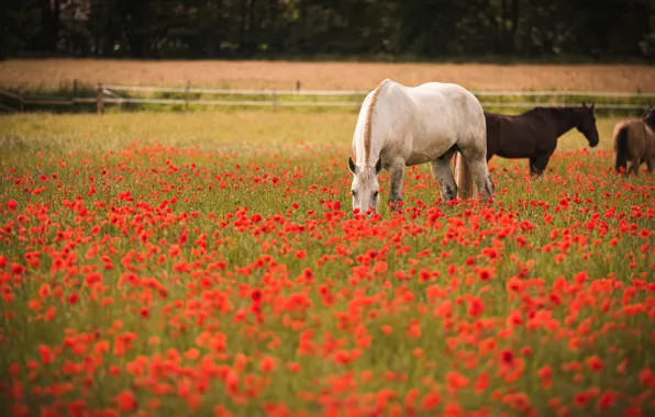 Картинка цветы, конь, лошадь, лето, красные, природа, пастбище, белый