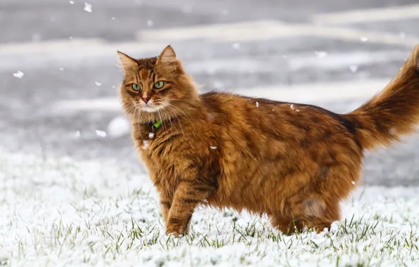 Картинка зима, кошка, снежинки, шерсть