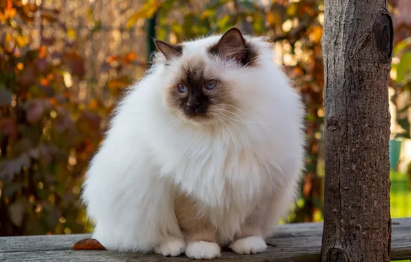 Осень, кошка, кот, взгляд, скамейка, дерево, листва, сад