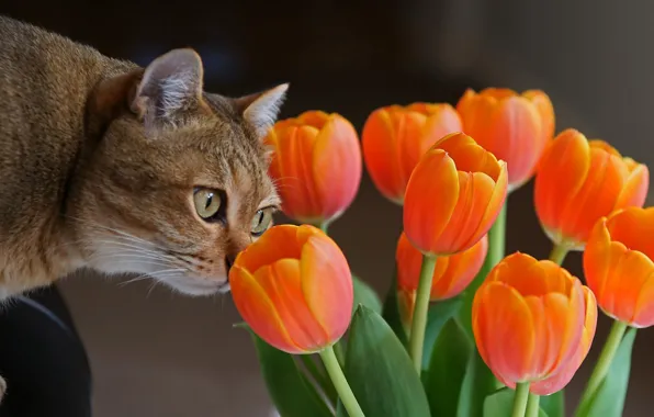 Цветы, Кот, тюльпаны, любопытство