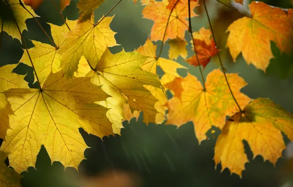 Картинка осень, листья, макро, клён