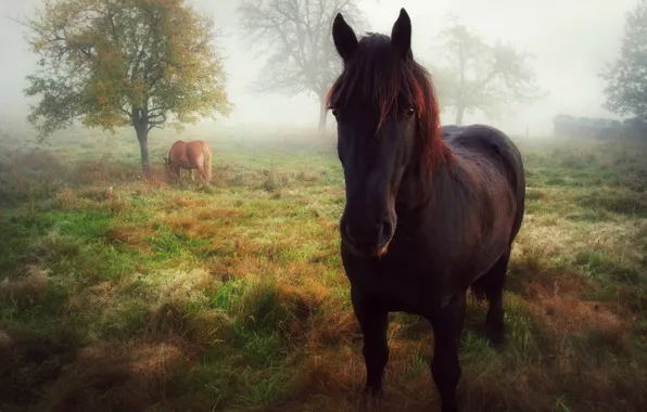 Картинка осень, взгляд, туман, лошадь, утро, позирование, лошади