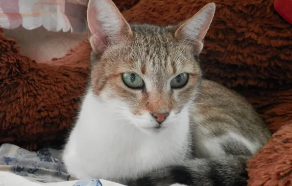 Кошка, полосатая, cat, желтоглазая