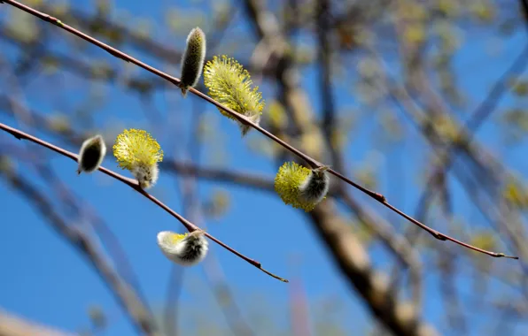 Картинка деревья, весна, верба