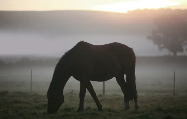 Картинка поле, животные, трава, туман, пейзажи, кони, утро, лошади