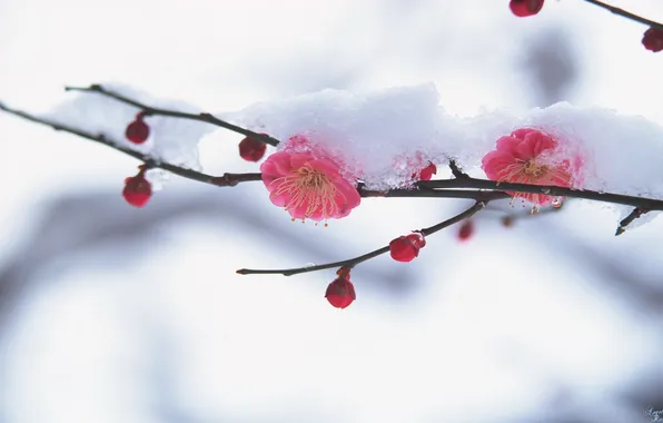 Картинка снег, цветы, ветка, сакура, бутоны