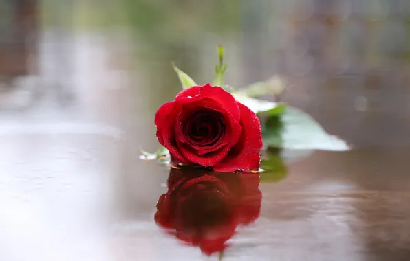Цветок, вода, блики, отражение, роза, красная