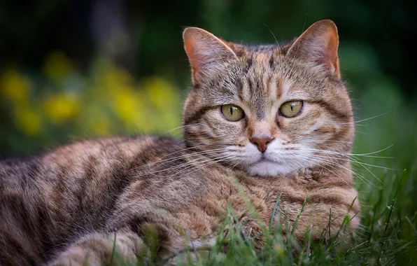 Кошка, трава, кот, взгляд, природа, поза, портрет, лежит