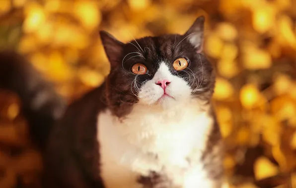 Кошка, кот, взгляд, поза, мордашка