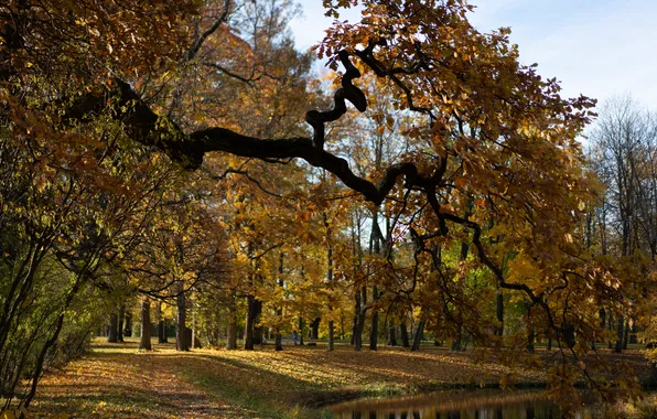 Осень, солнце, деревья, парк, Пушкин