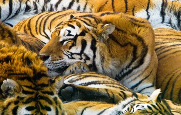 Кошки, хищники, тигры, 1920x1200, cats, predators, tigers