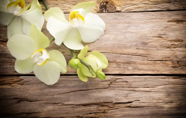 Wood, орхидея, flowers, orchid