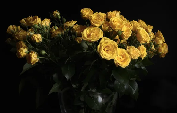 Розы, букет, бутоны, тёмный фон, жёлтые розы