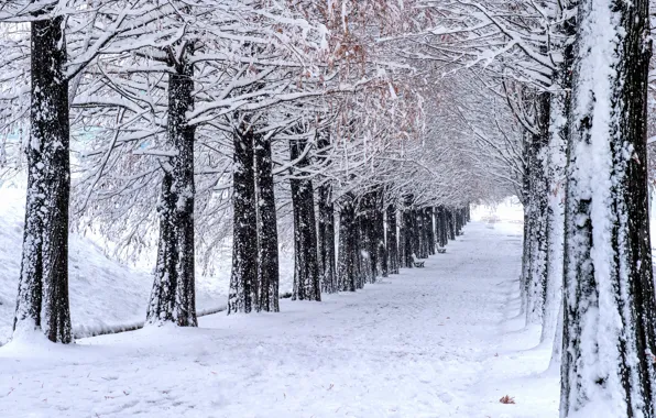 Картинка зима, снег, деревья, парк, аллея, trees, landscape, park