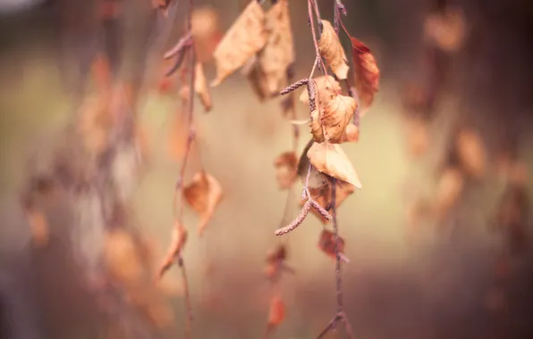Картинка осень, макро, листва, ветка, сухая