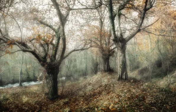 Картинка осень, деревья, природа