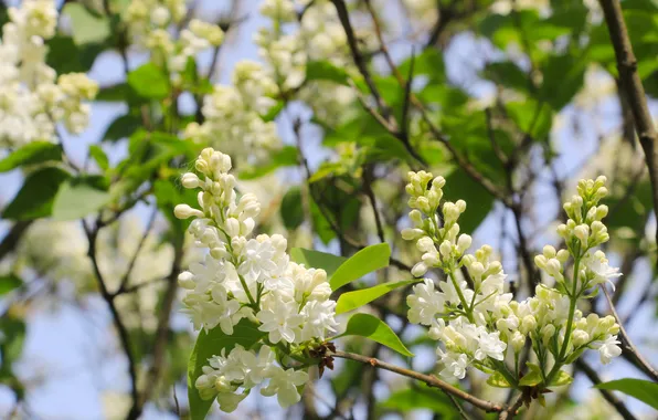 White, flower, lilac, twig