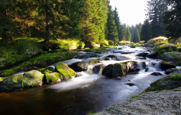 Лес, природа, Чехия, горная река, Шумава, Богемия, narodni park Šumava