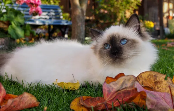 Картинка осень, кошка, кот, взгляд, листья, природа, лежит, котёнок