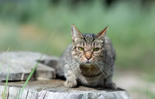 Кошка, кот, природа, серый, пень, очки, кот ученый
