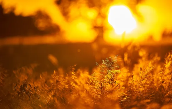 Grass, nature, sunset