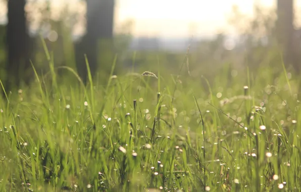 Картинка Природа, Трава, Nature, Grass