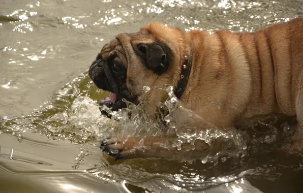 Вода, Собака, Озеро, Река, Радость
