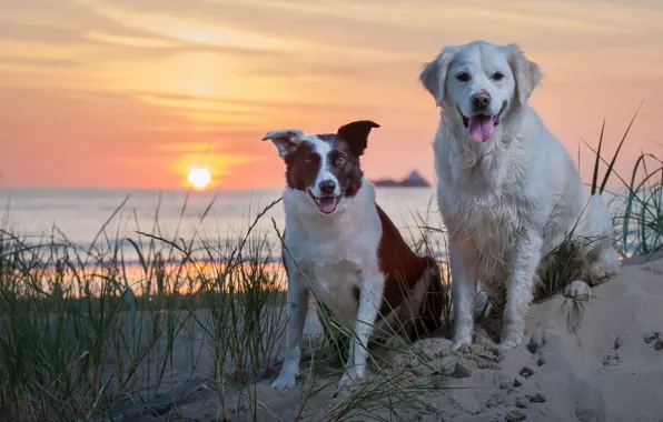Картинка песок, море, собаки, закат