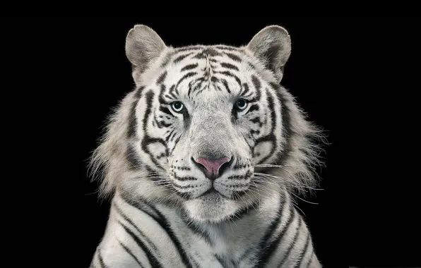 Картинка white, tiger, bengal tiger