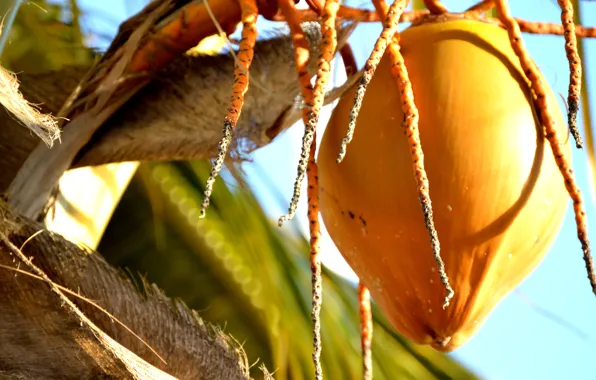 Coco, México, naturaleza