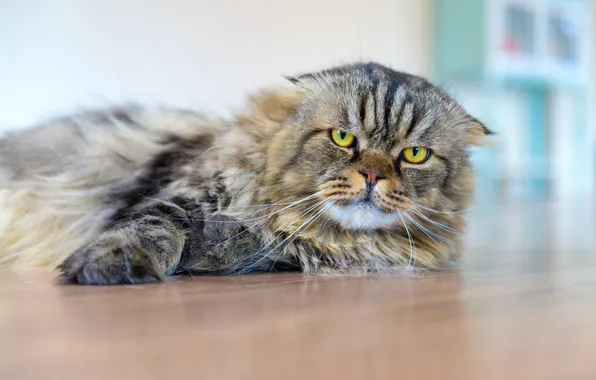Кошка, кот, взгляд, поза, серый, вислоухий, пол, лежит
