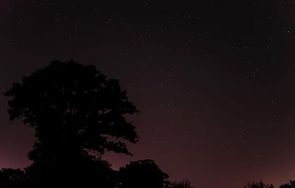 Картинка космос, звезды, деревья, ночь