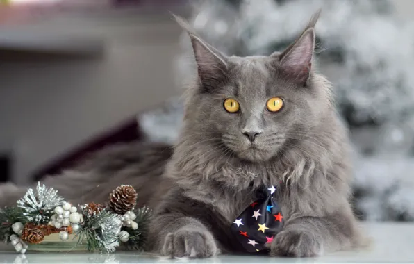 Зима, кошка, кот, взгляд, морда, ветки, поза, стол