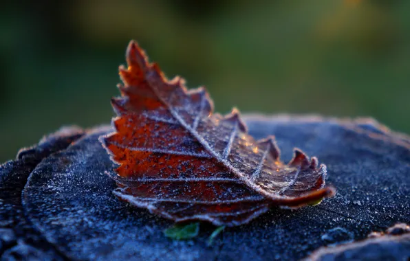 Autumn, leaf, braun