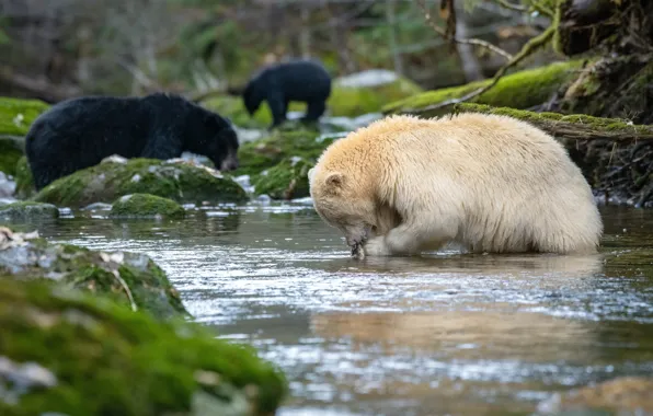 Картинка Канада, Медведи, Canada, Речка, Северная Америка, North America, Охота, Bears